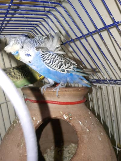 hogoromo pair