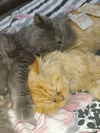 Persians Pair 3 years age