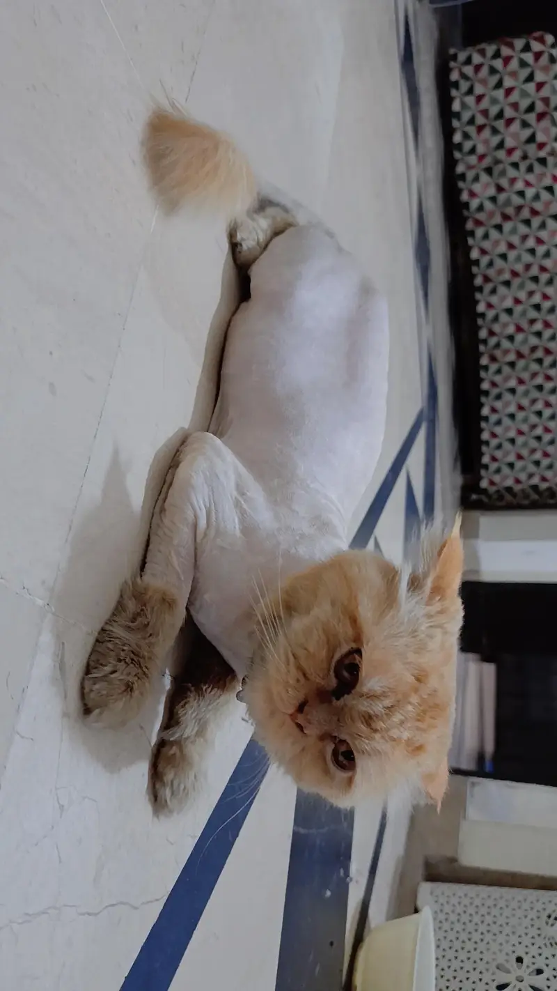 Persians Pair 3 years age — photo 2