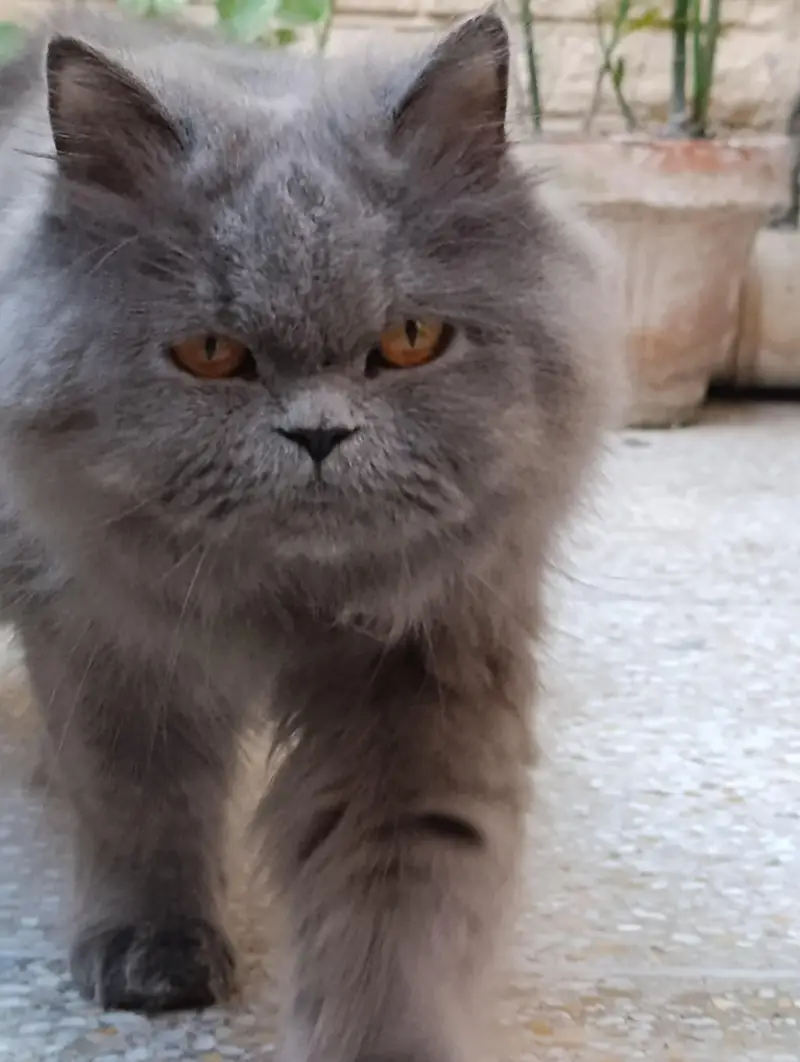 Persians Pair 3 years age — photo 3