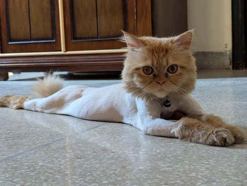 Persians Pair 3 years age — photo 5