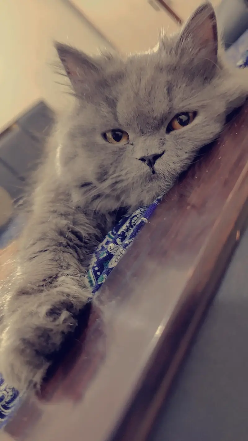 Persians Pair 3 years age — photo 6
