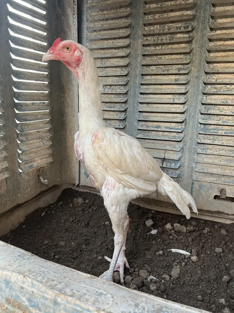 Hera aseel male paper white male 9 month female 2years — photo 9