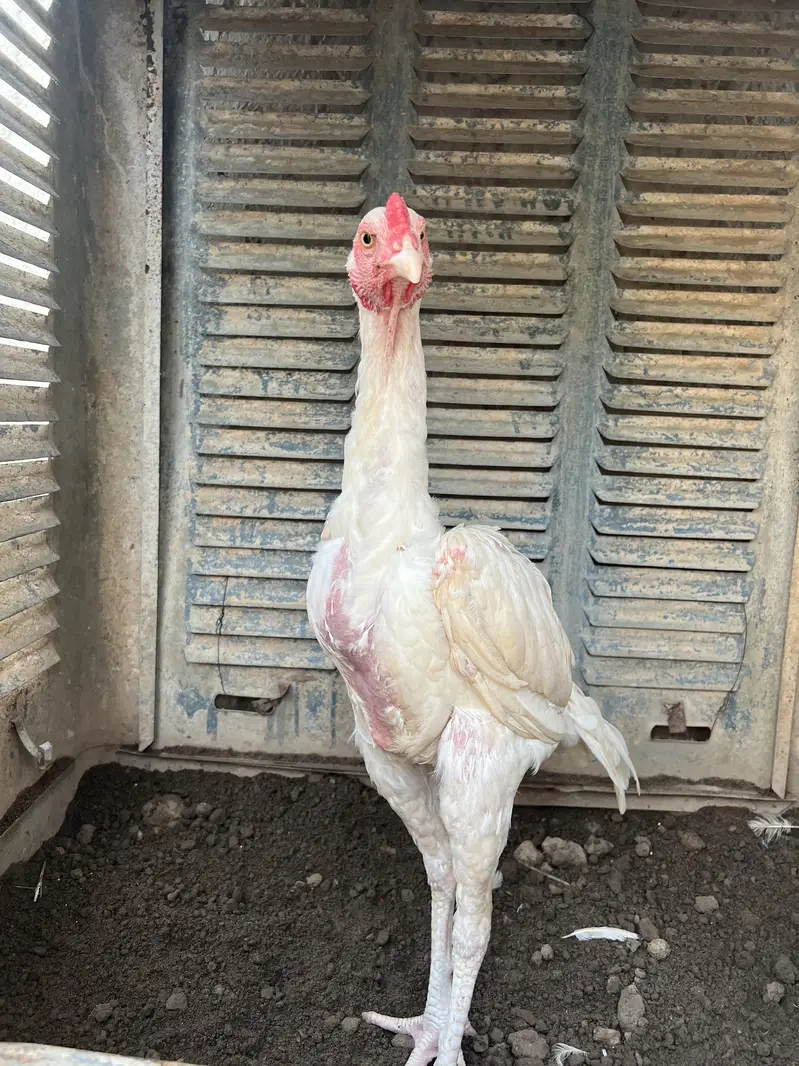 Hera aseel male paper white male 9 month female 2years — photo 10