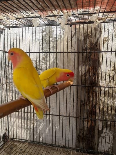 budgies males avialable healthy and active