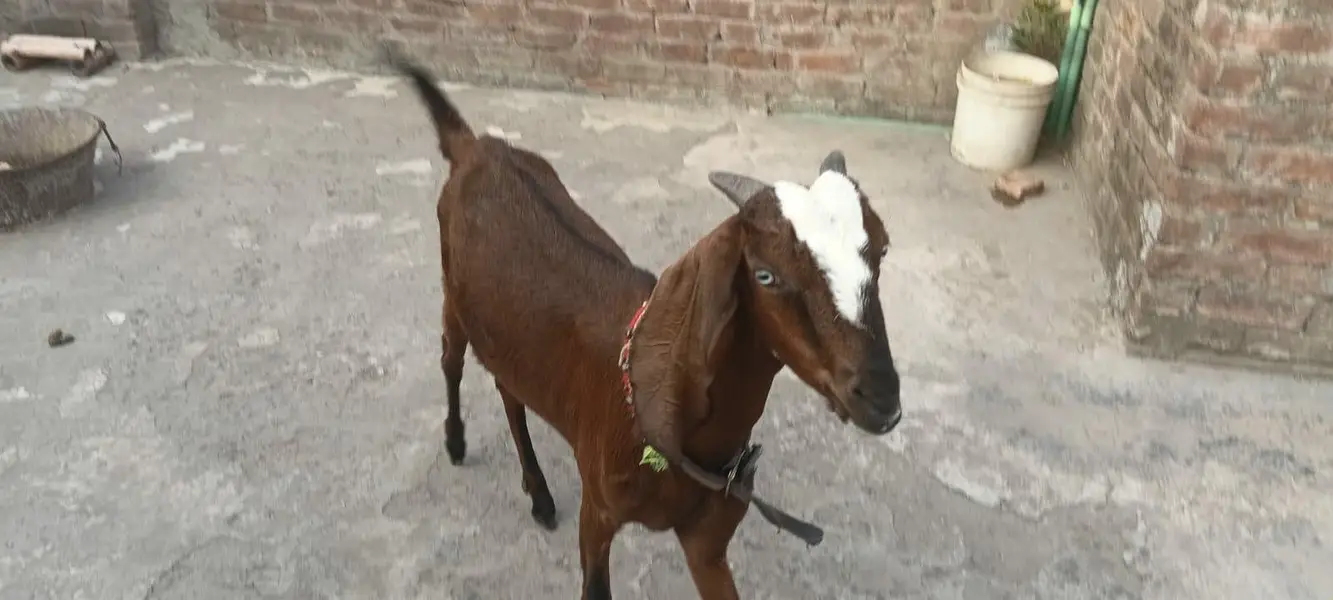 Dacey female bakrey erjant sael 03064295133 rabta kar ly — photo 5