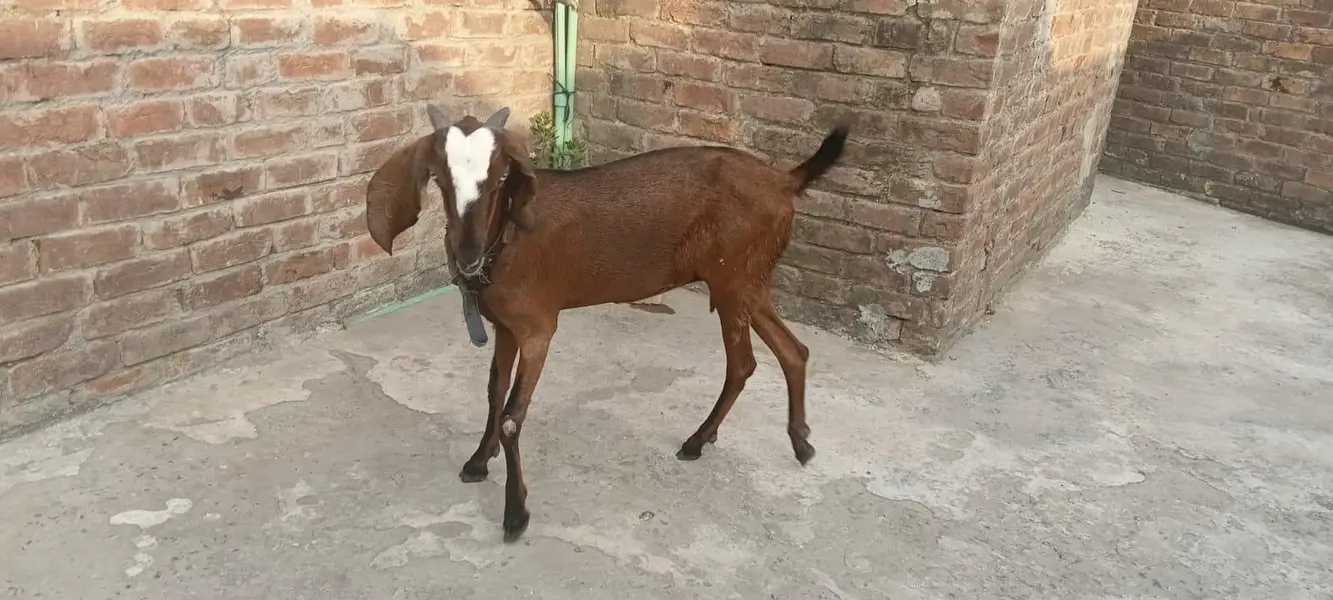 Dacey female bakrey erjant sael 03064295133 rabta kar ly — photo 7