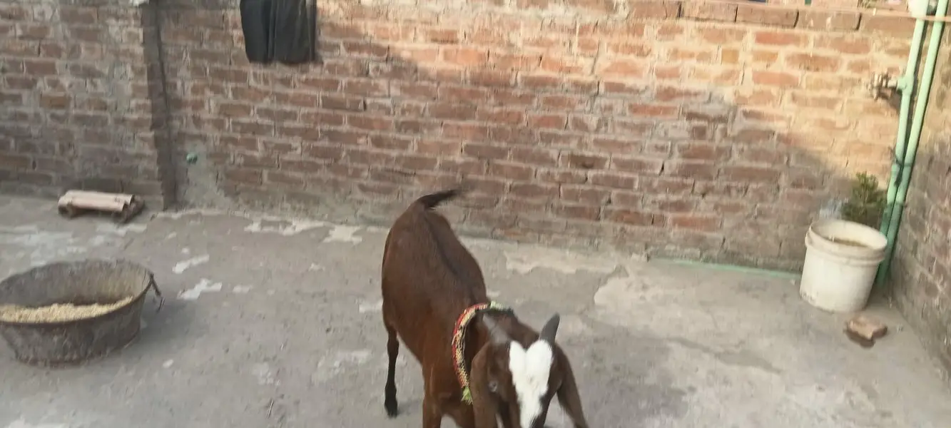 Dacey female bakrey erjant sael 03064295133 rabta kar ly — photo 8
