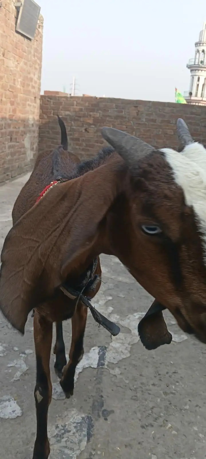 Dacey female bakrey erjant sael 03064295133 rabta kar ly — photo 11