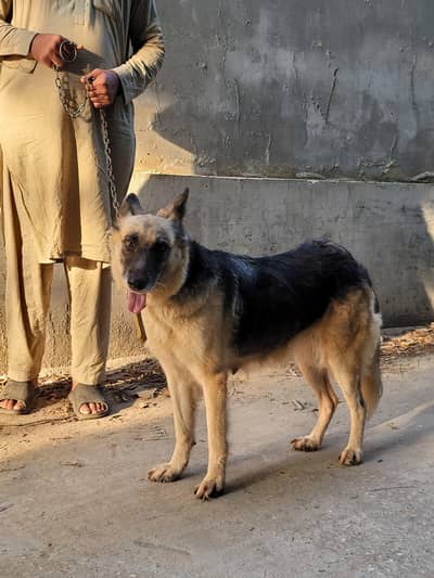 garman shepherd dog age 1 year Price 42000 only message on Whatsapp