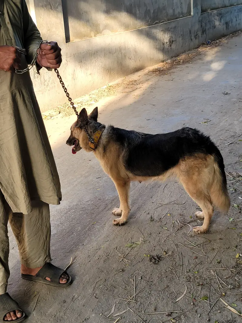 garman shepherd  dog age 1 year Price 42000 only message on Whatsapp — photo 2