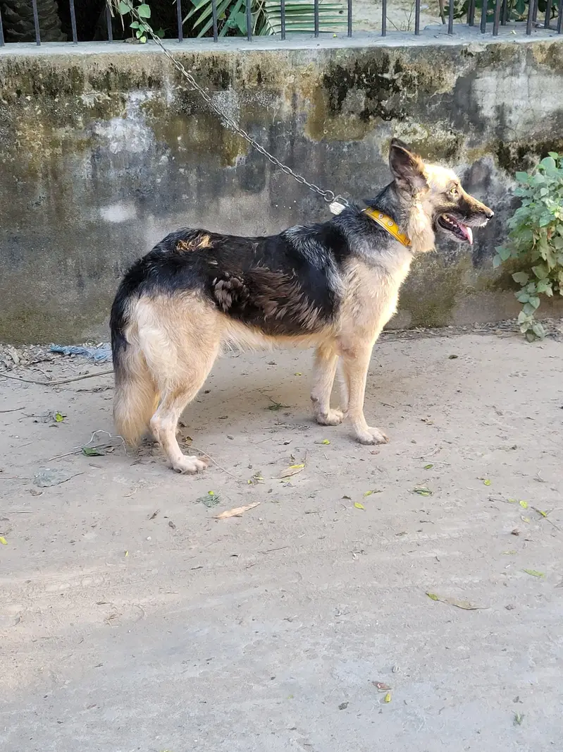 garman shepherd  dog age 1 year Price 42000 only message on Whatsapp — photo 3