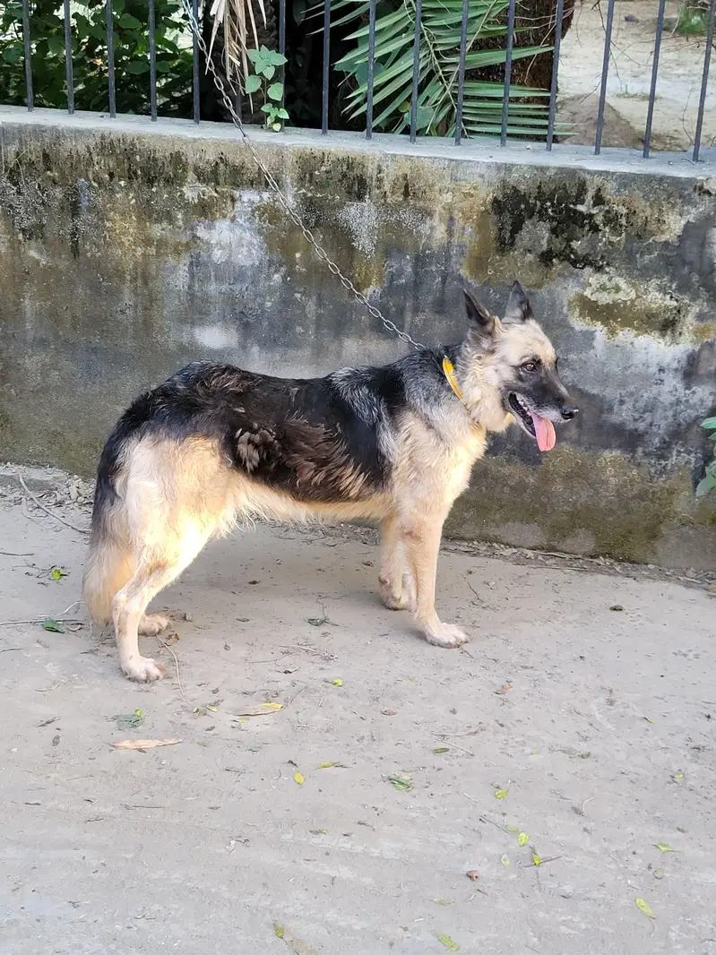 garman shepherd  dog age 1 year Price 42000 only message on Whatsapp — photo 4