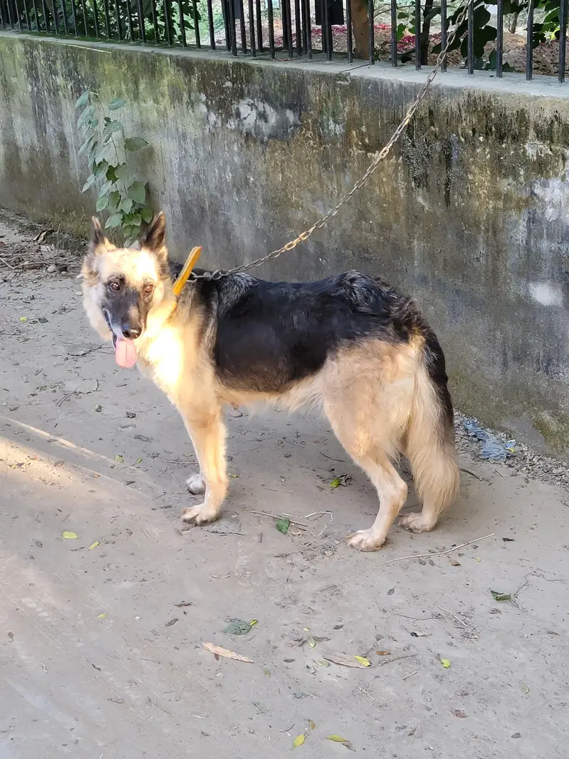 garman shepherd  dog age 1 year Price 42000 only message on Whatsapp — photo 5