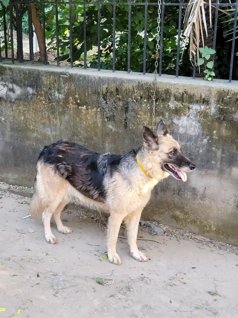 garman shepherd  dog age 1 year Price 42000 only message on Whatsapp — photo 6