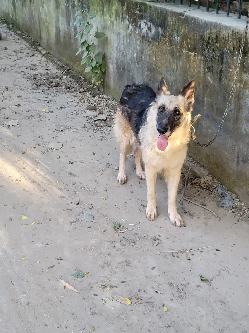 garman shepherd  dog age 1 year Price 42000 only message on Whatsapp — photo 7