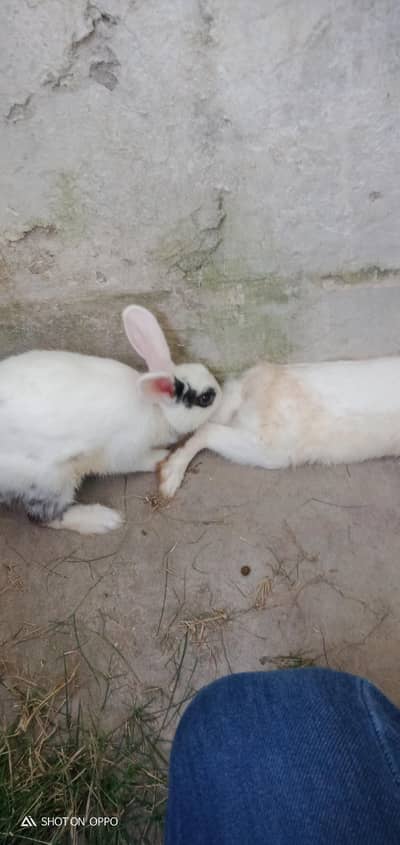 rabbit pair for sale