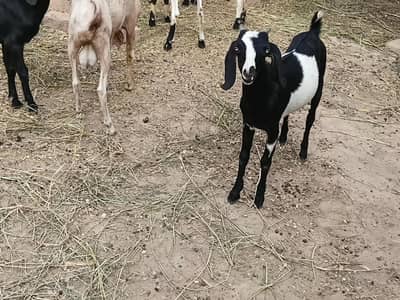 5 bakrii k bachy for Sale . 3 bakri . . 2 bakry . Nasal Tedii. age 10 mnth