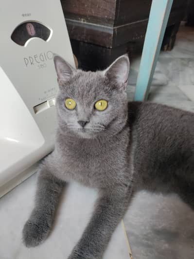 Scottish fold home breed