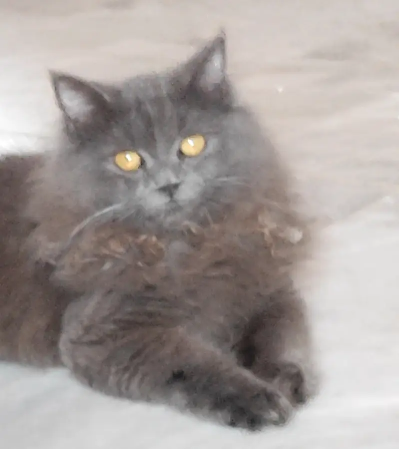 Scottish fold home breed — photo 2