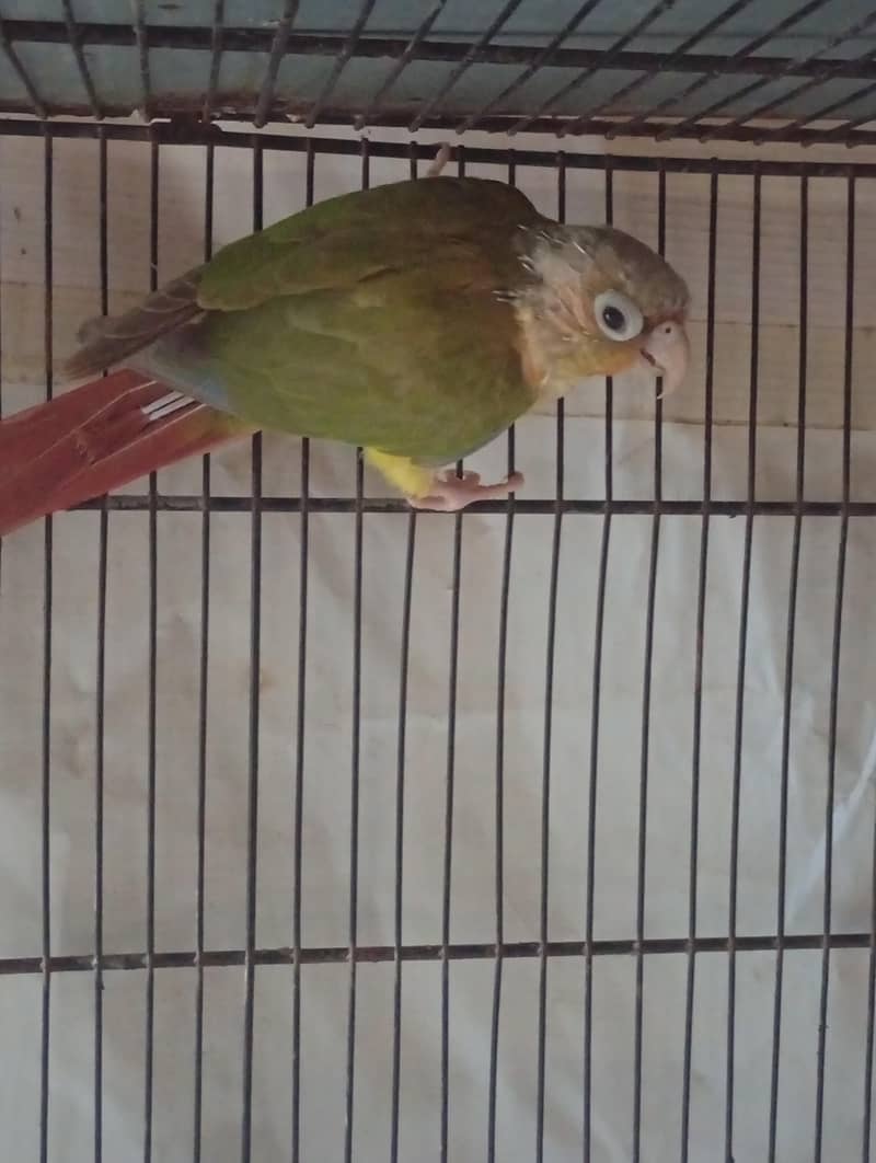 Conure 1