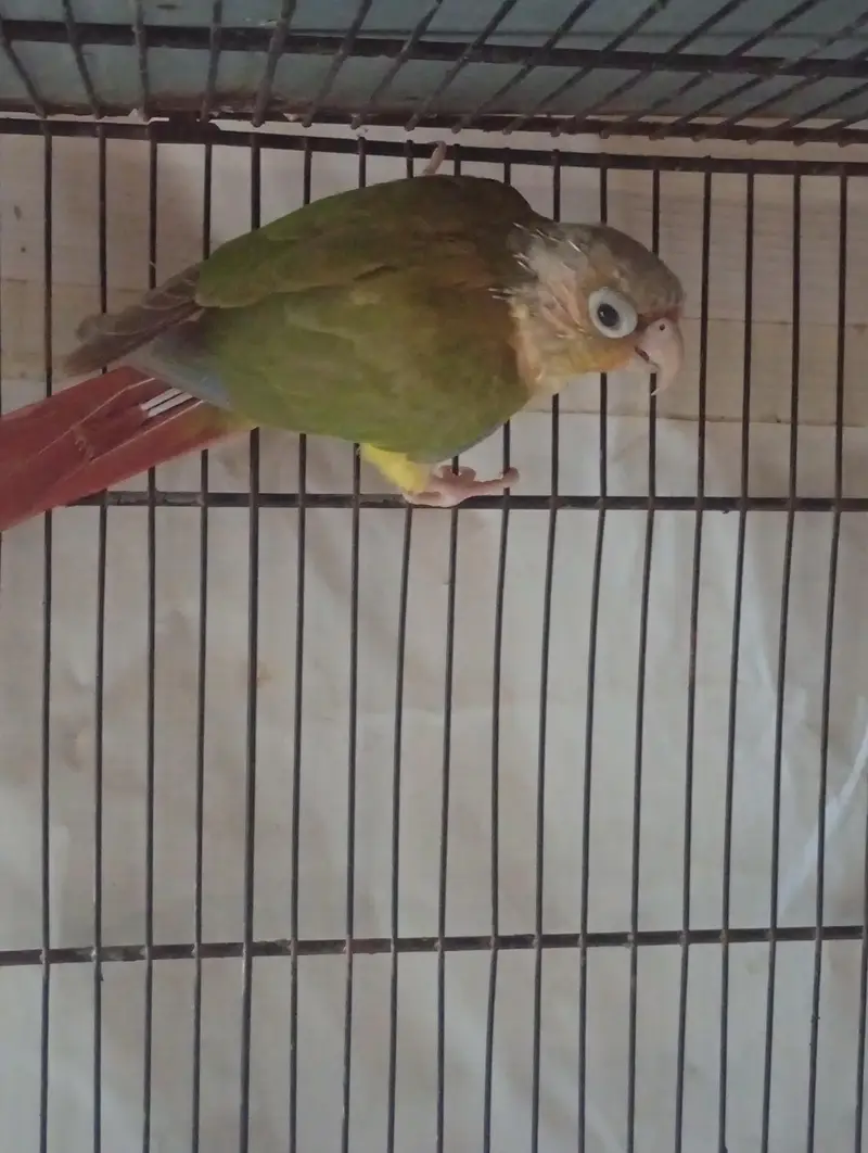 Conure — photo 2