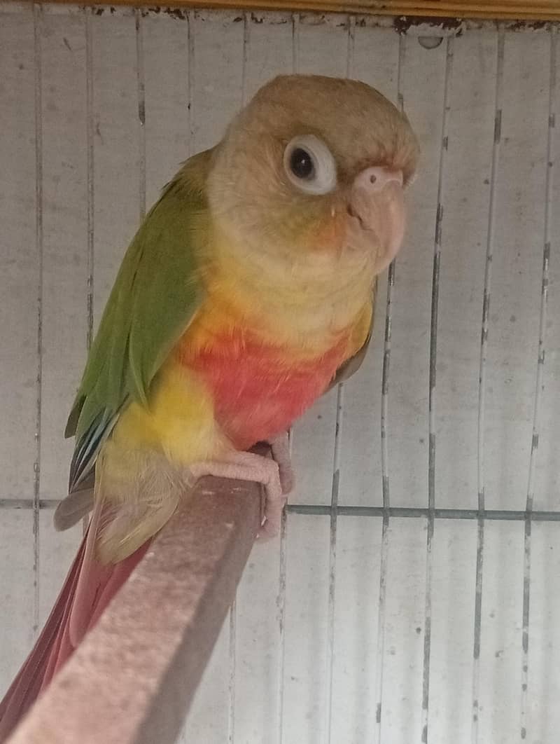Conure 2