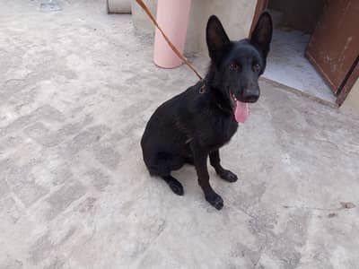 Black German shepherd puppy (double coated)