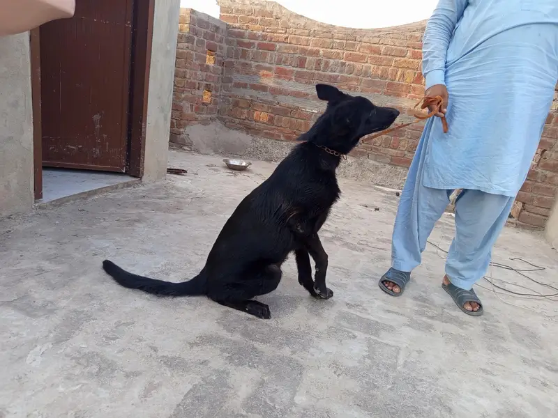 Black German shepherd puppy (double coated) — photo 2