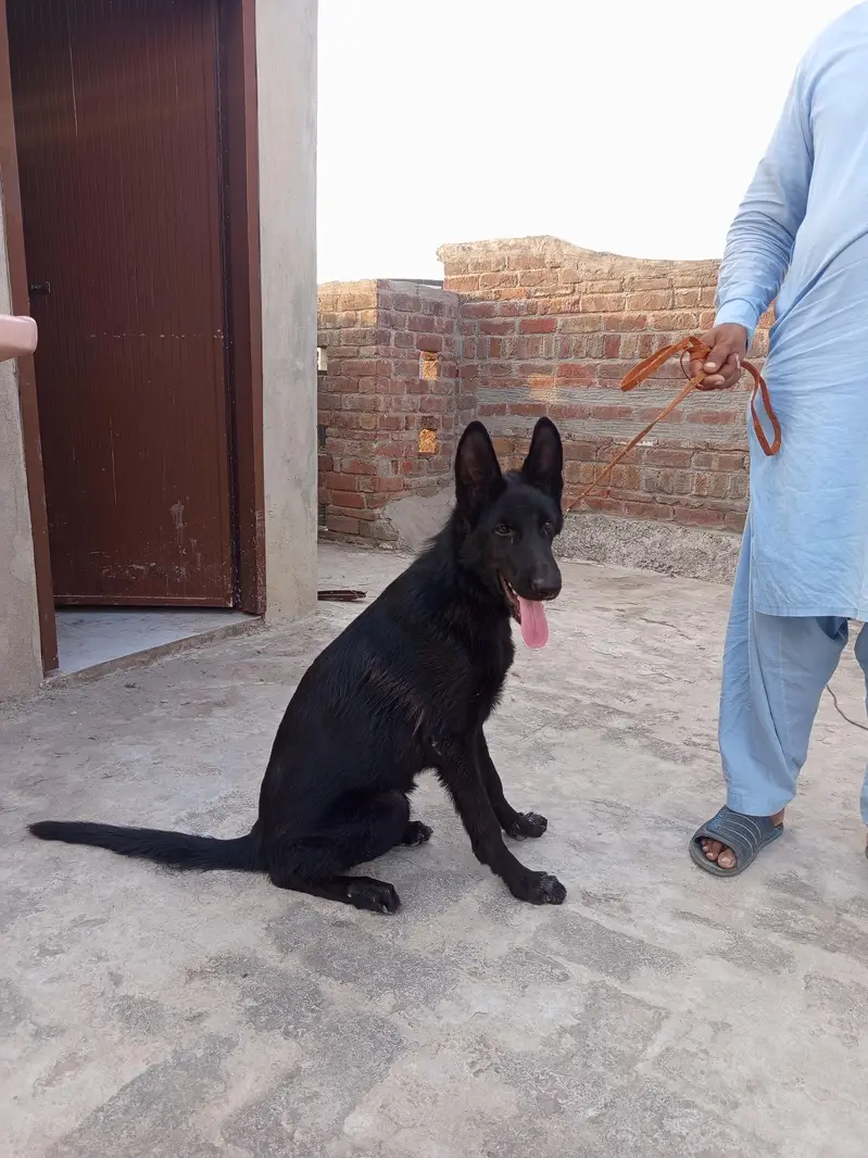 Black German shepherd puppy (double coated) — photo 3