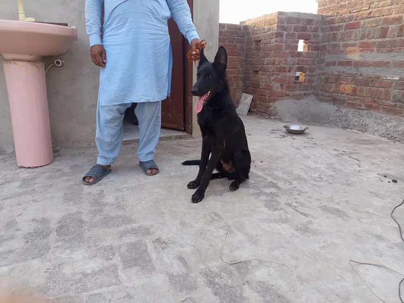 Black German shepherd puppy (double coated) — photo 4