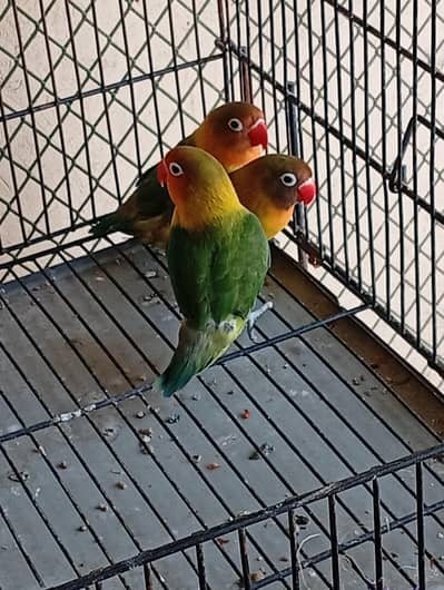 3 Buggie and 1 baby cocktail for SALE urgent