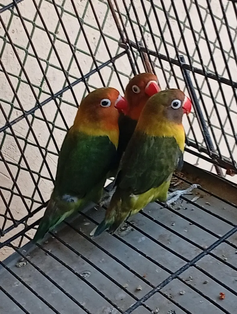 3 lovebirds and 1 baby cocktail for SALE urgent — photo 2