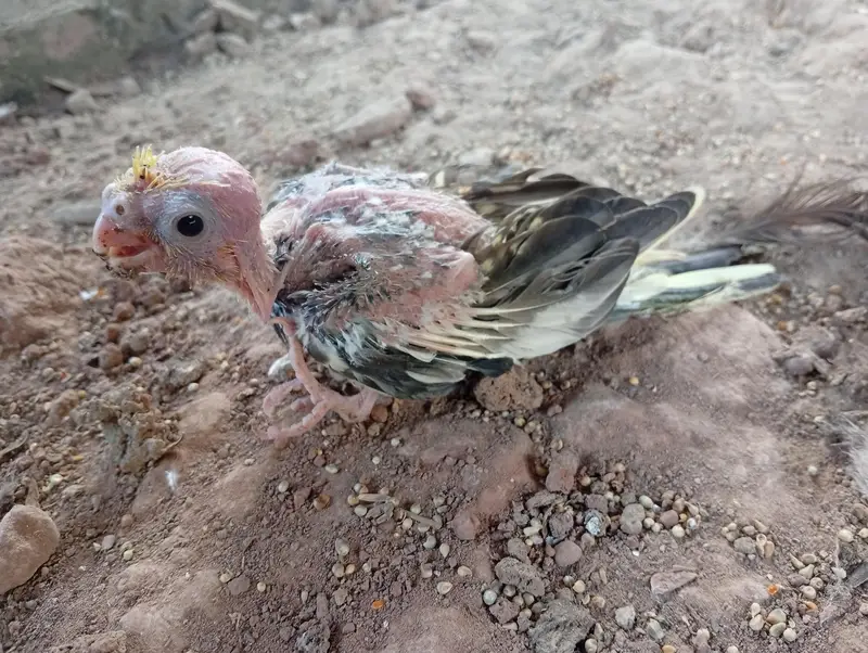 3 lovebirds and 1 baby cocktail for SALE urgent — photo 3