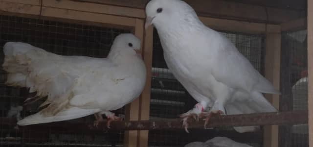 lucky/sharazi fancy pigeon