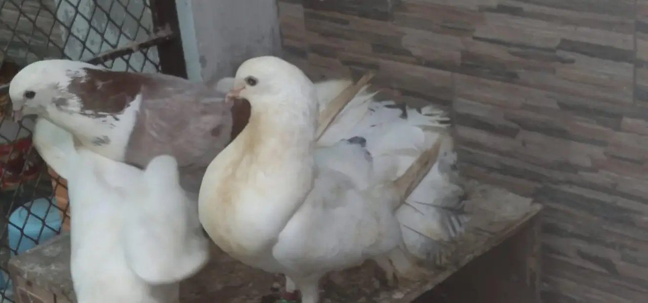 lucky/sharazi fancy pigeon — photo 2