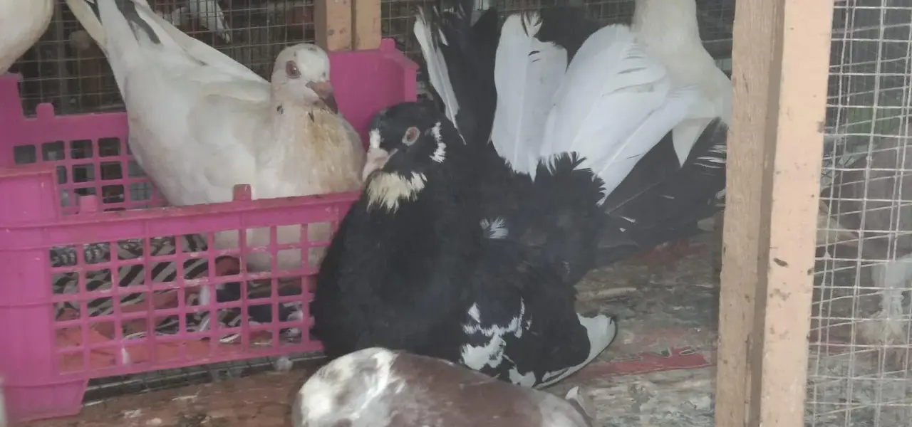 lucky/sharazi fancy pigeon — photo 3