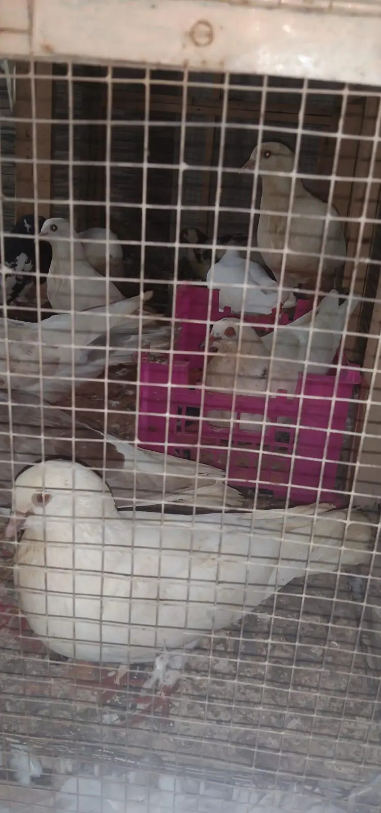lucky/sharazi fancy pigeon — photo 4