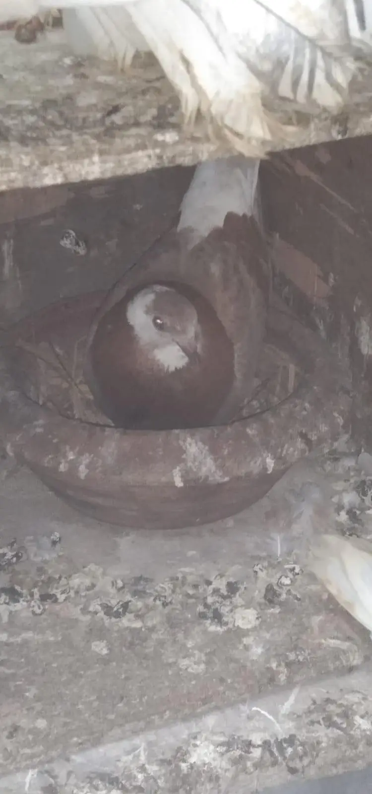 lucky/sharazi fancy pigeon — photo 5