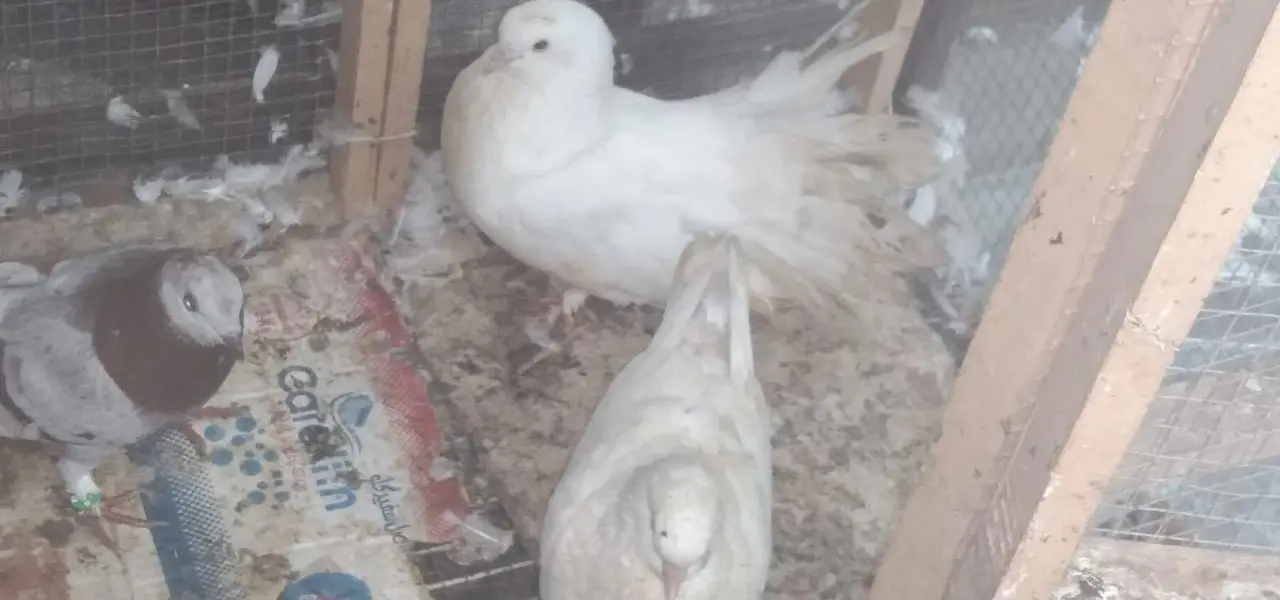 lucky/sharazi fancy pigeon — photo 6