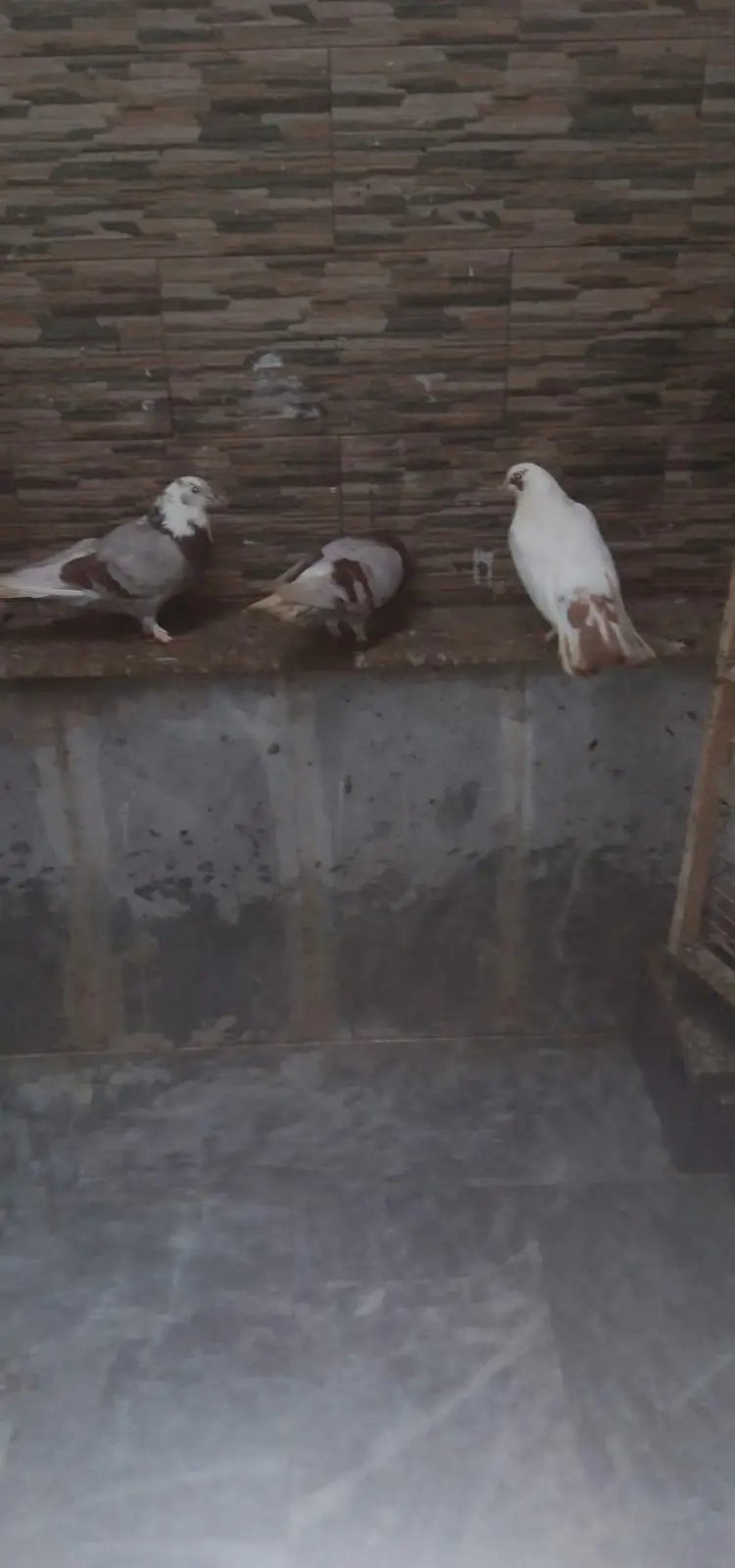 lucky/sharazi fancy pigeon — photo 7