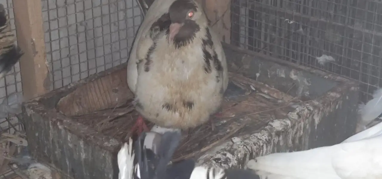 lucky/sharazi fancy pigeon — photo 8