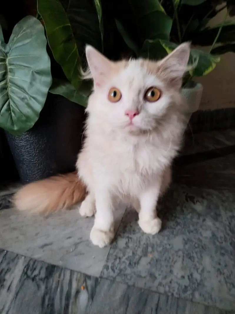Persian male kitten contact 03224629791 — photo 2