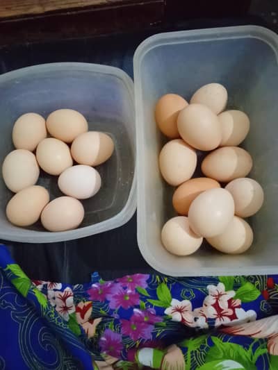 original Desi Eggs for sale