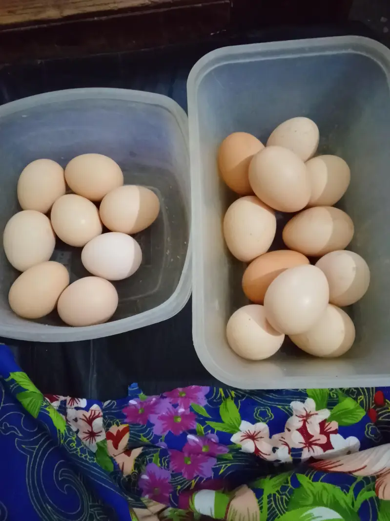 original Desi Eggs for sale — photo 2