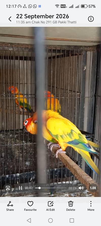Sunconure DNA Tested