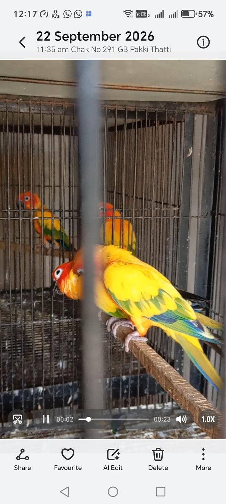 Sunconure DNA Tested 0