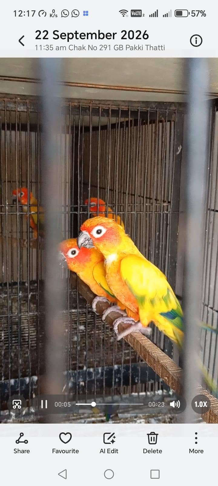 Sunconure DNA Tested 1