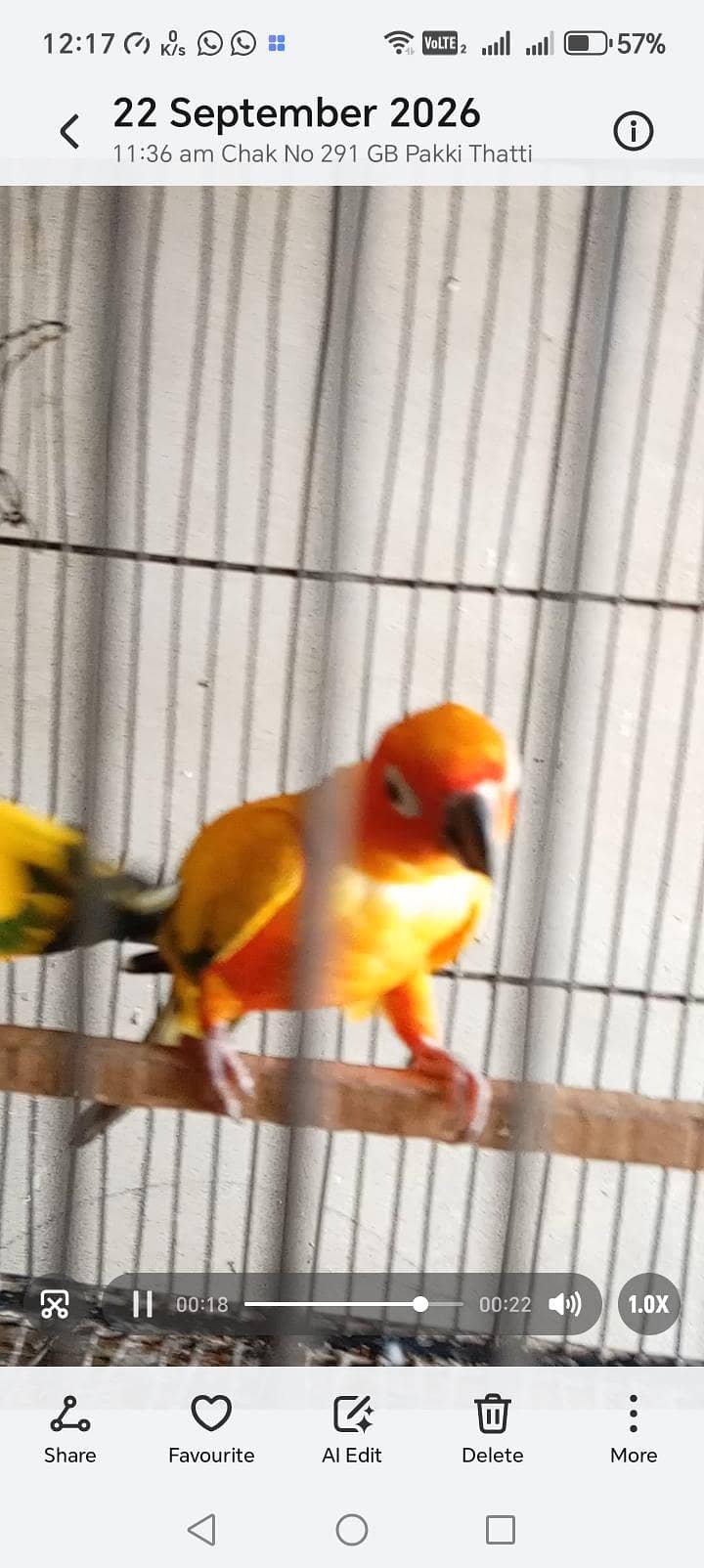 Sunconure DNA Tested 2