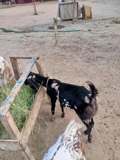 goats